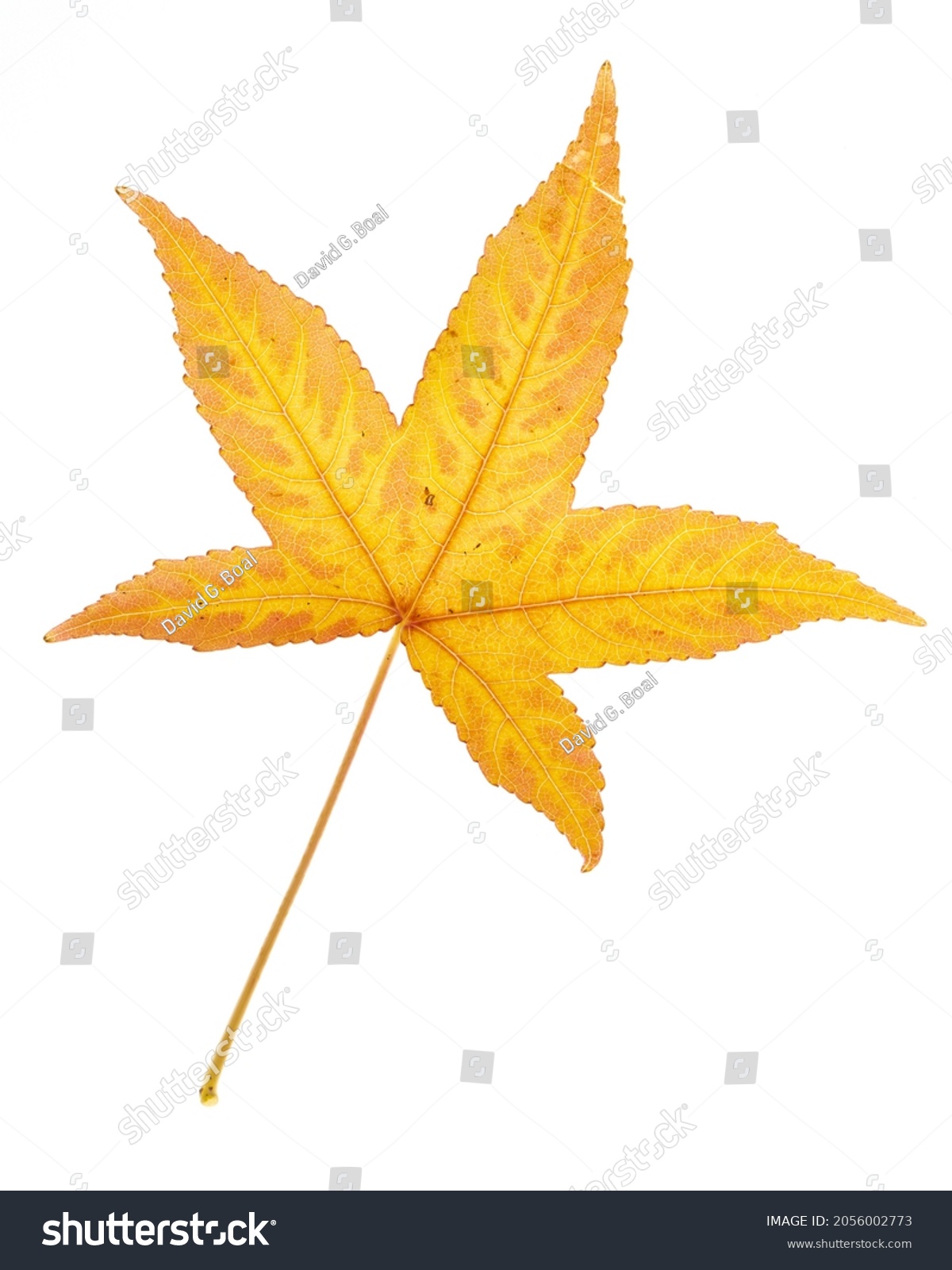 62 Hoja otoñal Images, Stock Photos & Vectors | Shutterstock