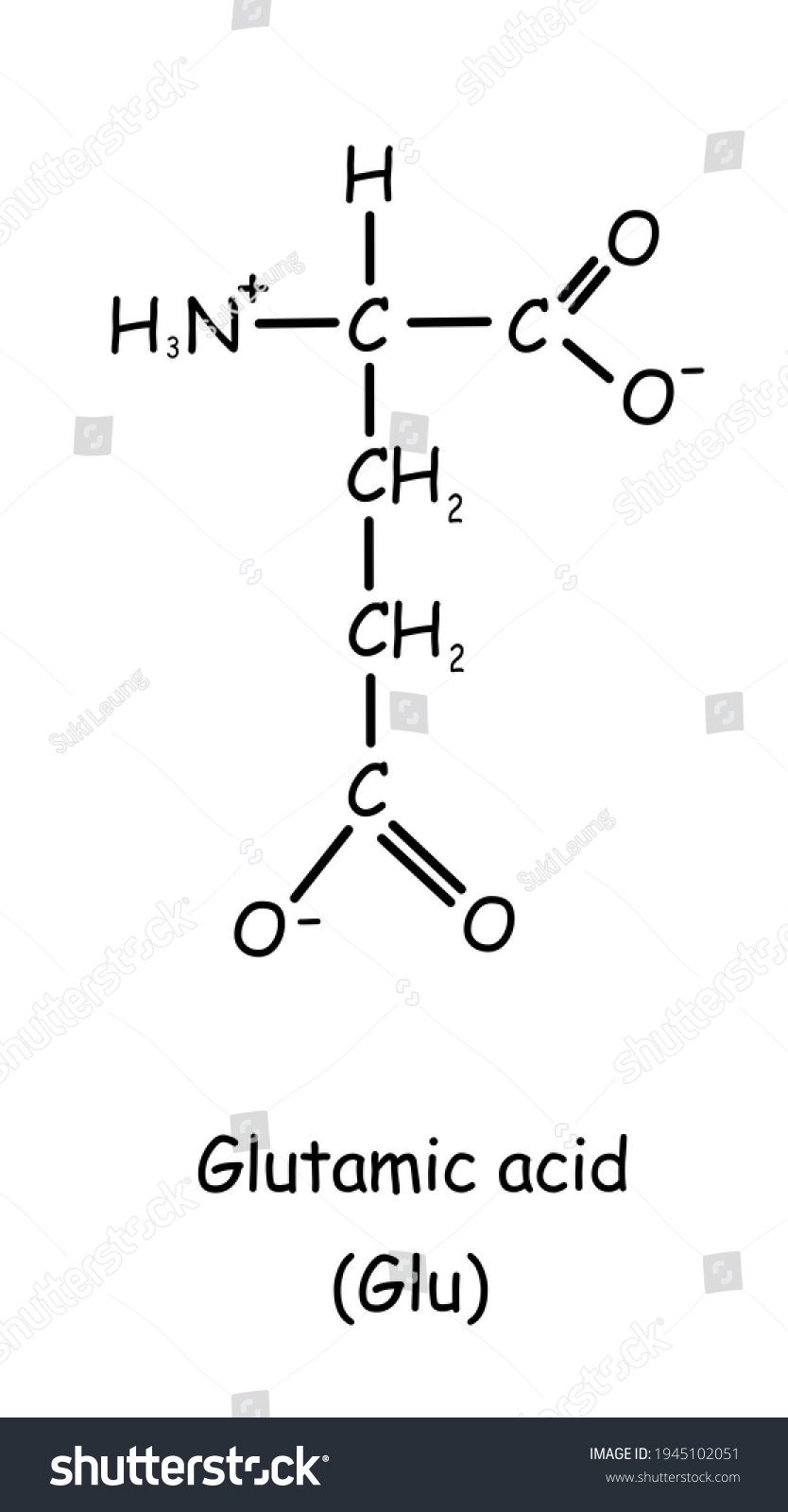 Amino Acid Chemical Structure Glutamic Acid Stock Illustration ...