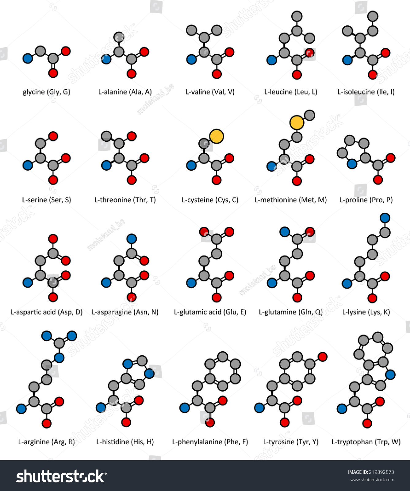 Amino Acids Glycine Alanine Serine Cysteine Stock Illustration ...