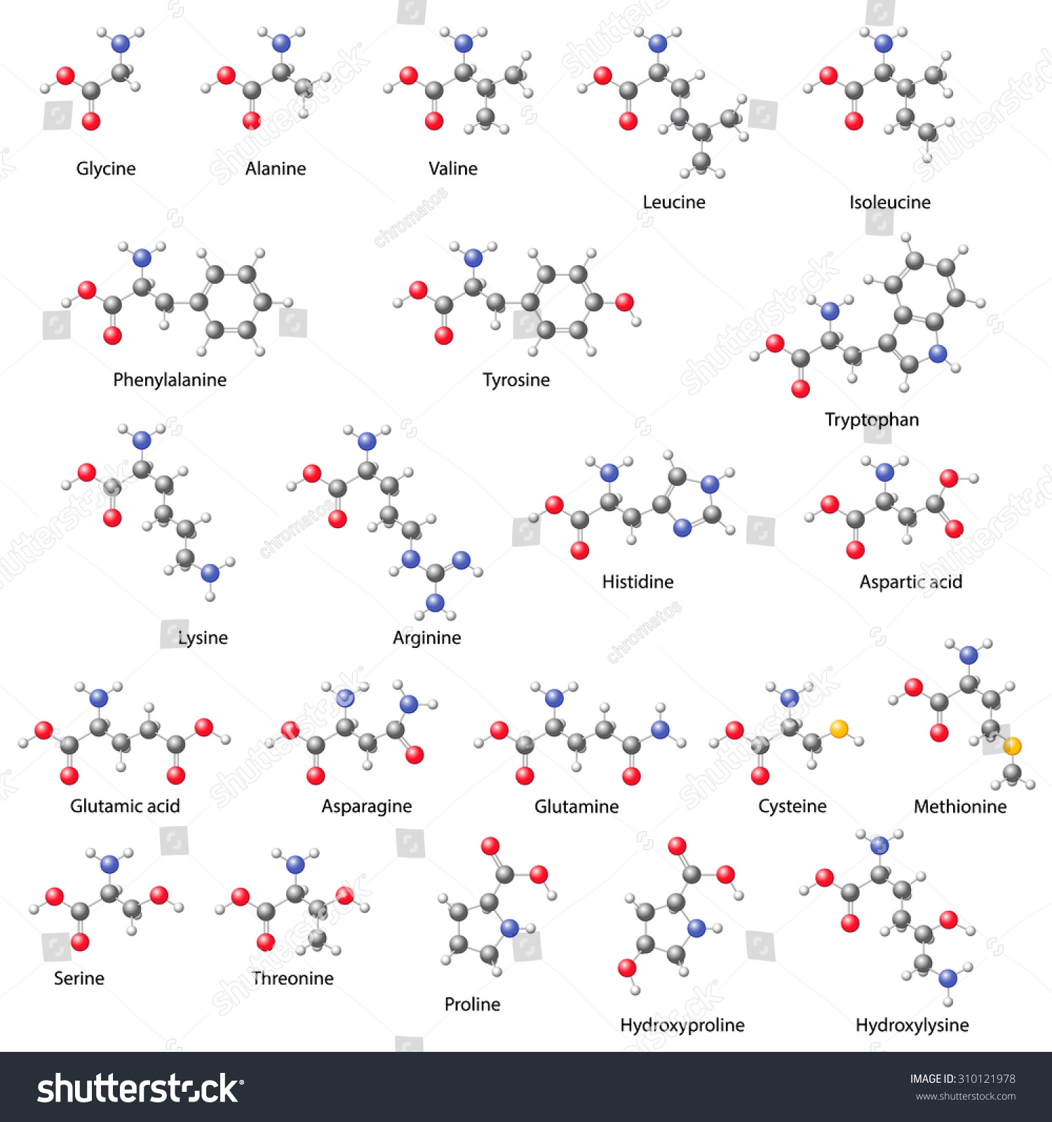 Amino Acids Main Structural Chemical Formulas Stock Illustration Shutterstock