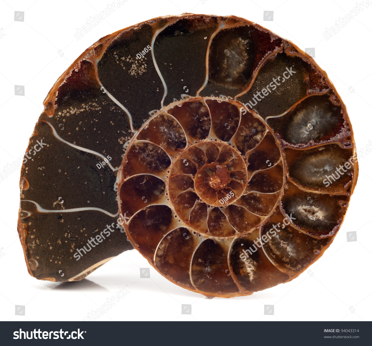 Ammonite - Ancient Mollusk Fossils Isolated On White Stock Photo ...