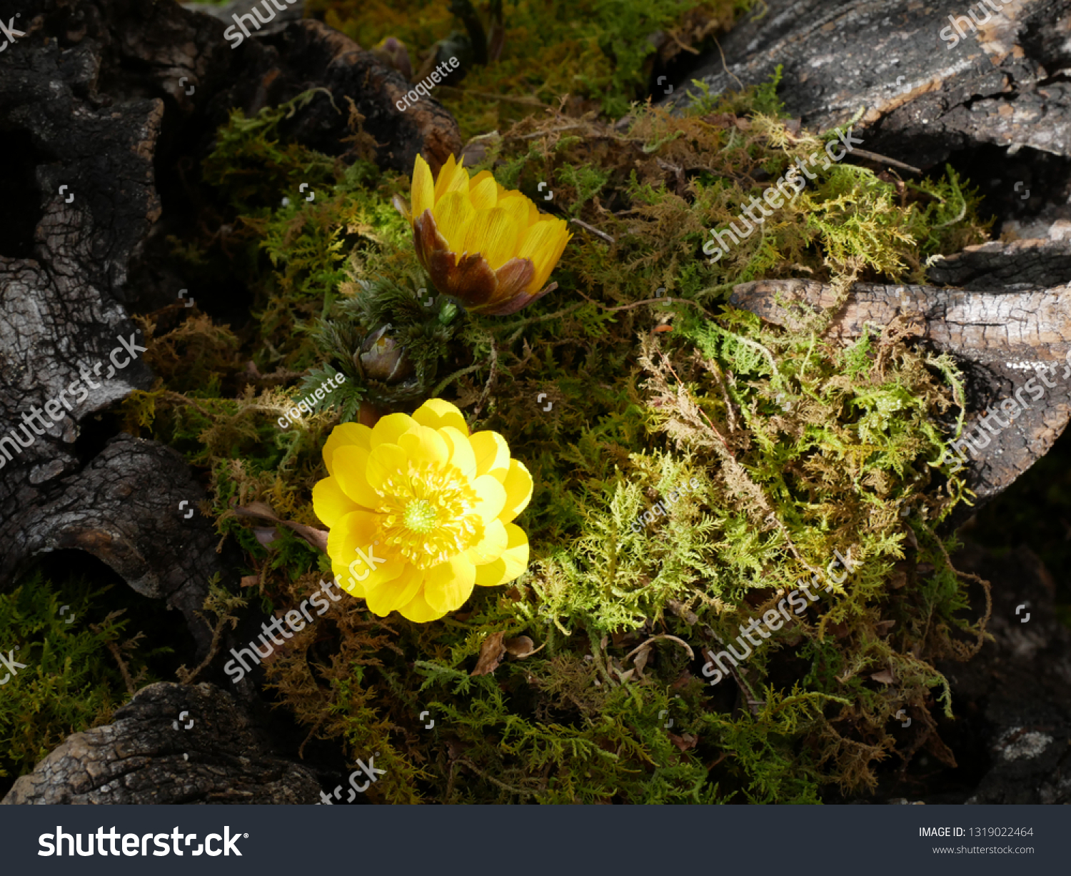 Amur Adonis Blooming Garden Stock Photo Edit Now