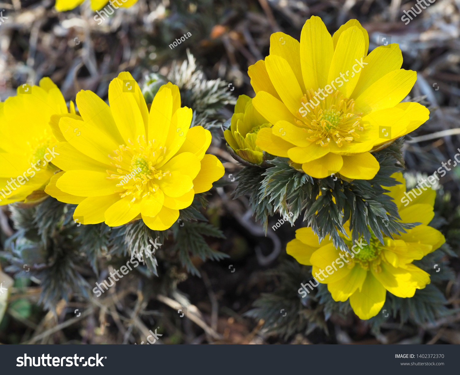 Amur Adonis Early Spring Stock Photo Edit Now