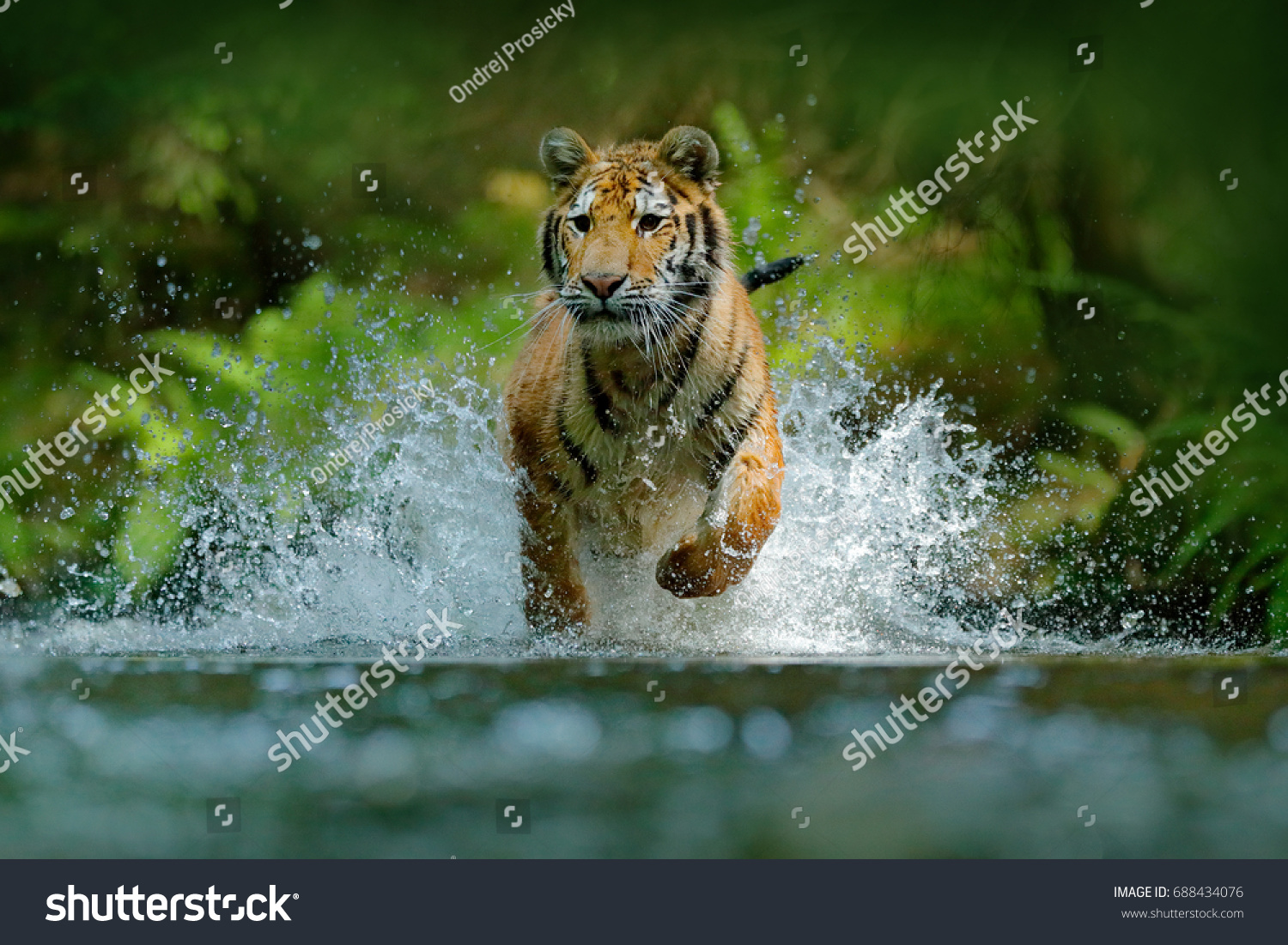 川を走るアムールトラ 森の中の動物 シベリアの虎が水を跳ねます 自然の中の野生の猫 の写真素材 今すぐ編集