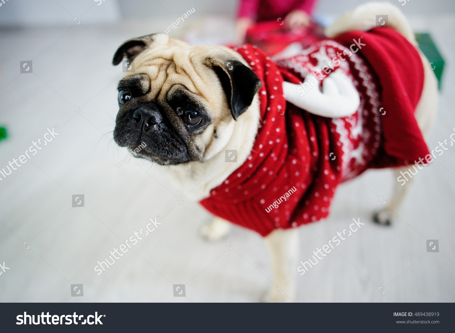 Amusing doggy of breed a pug in a reindeer suit The dog is dressed in