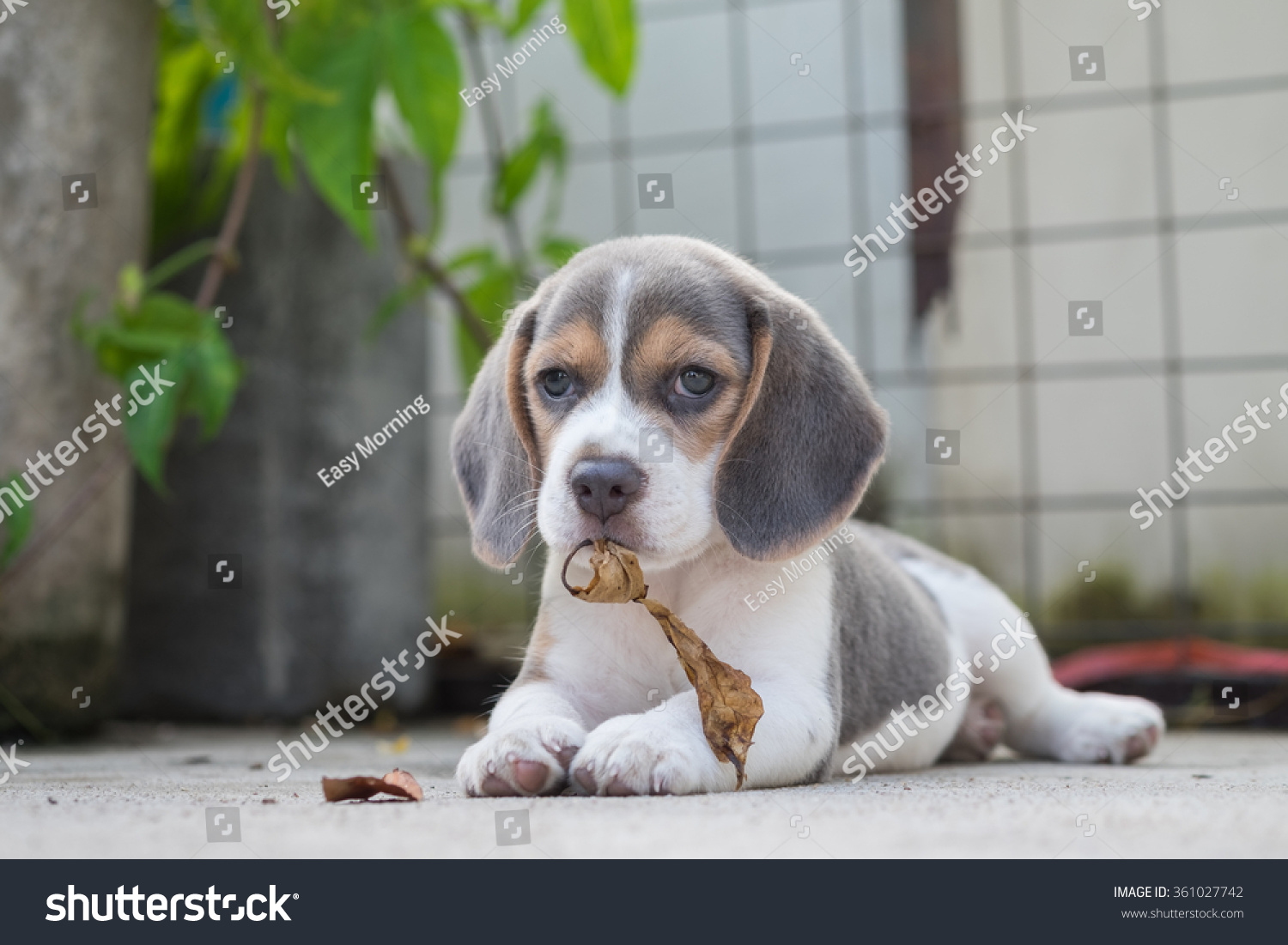 blue beagle