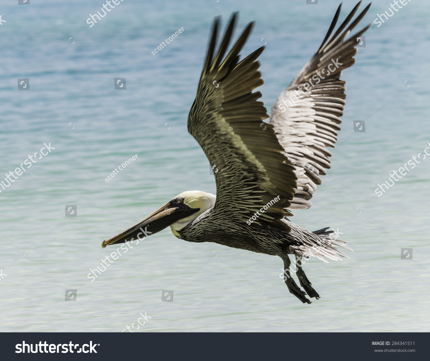 An Adult Brown Pelican Flying Over The Water Of The Bay. Stock Photo ...