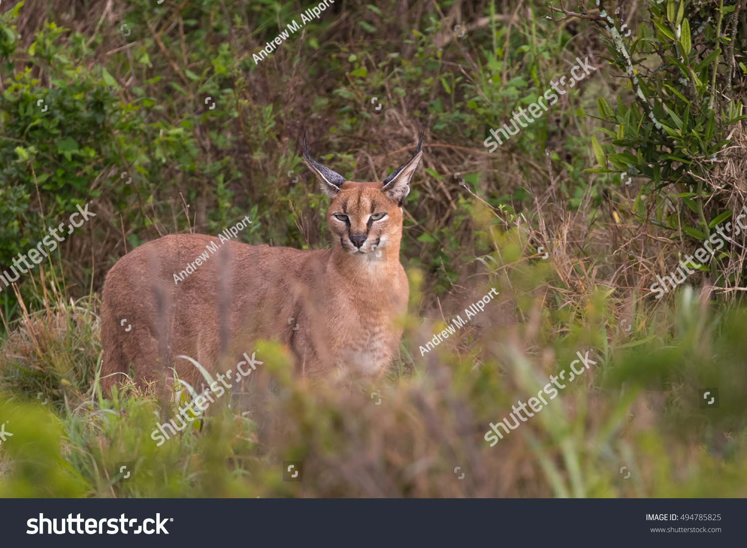 Adult Caracal Caracal Caracal Standing Partially Stock Photo 494785825