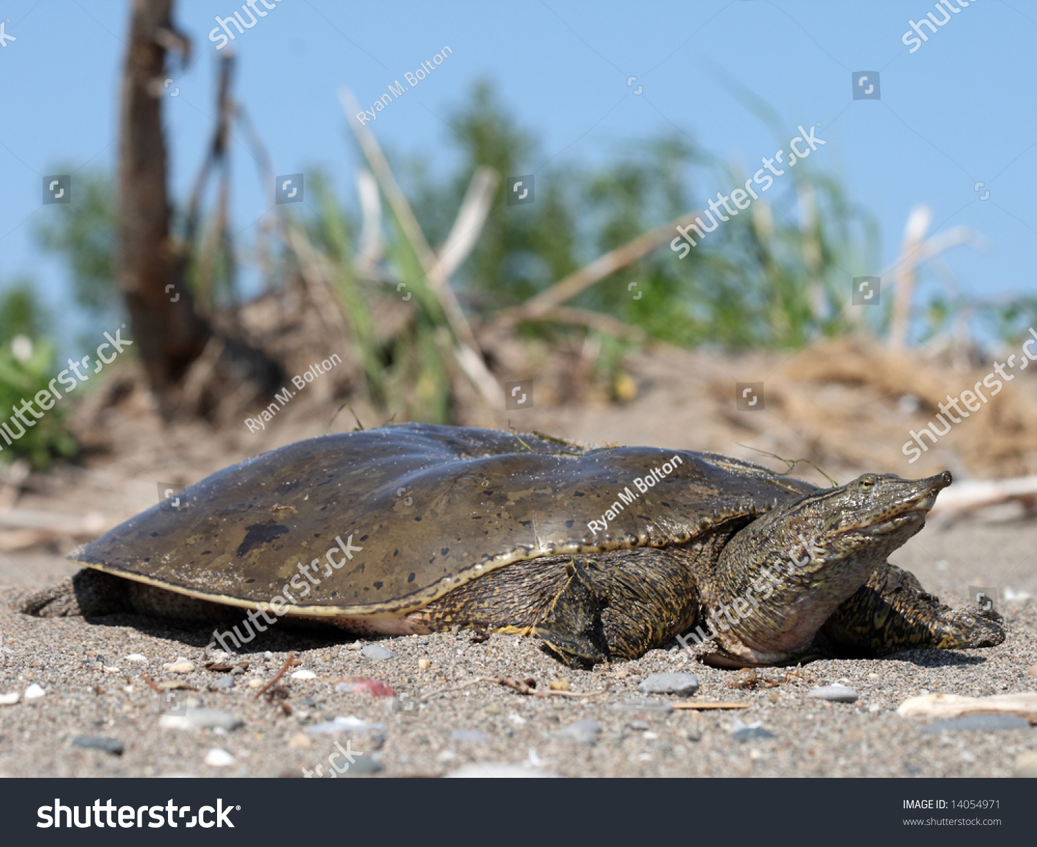 An Adult Female Spiny Softshell Turtle Stock Photo 14054971 : Shutterstock