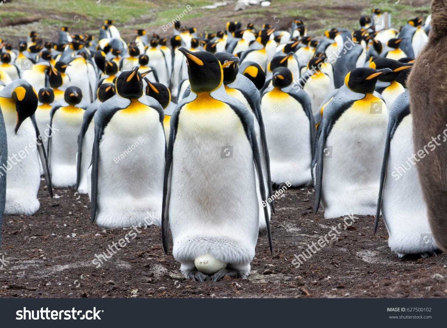 4,899 Penguin breeding Images, Stock Photos & Vectors | Shutterstock