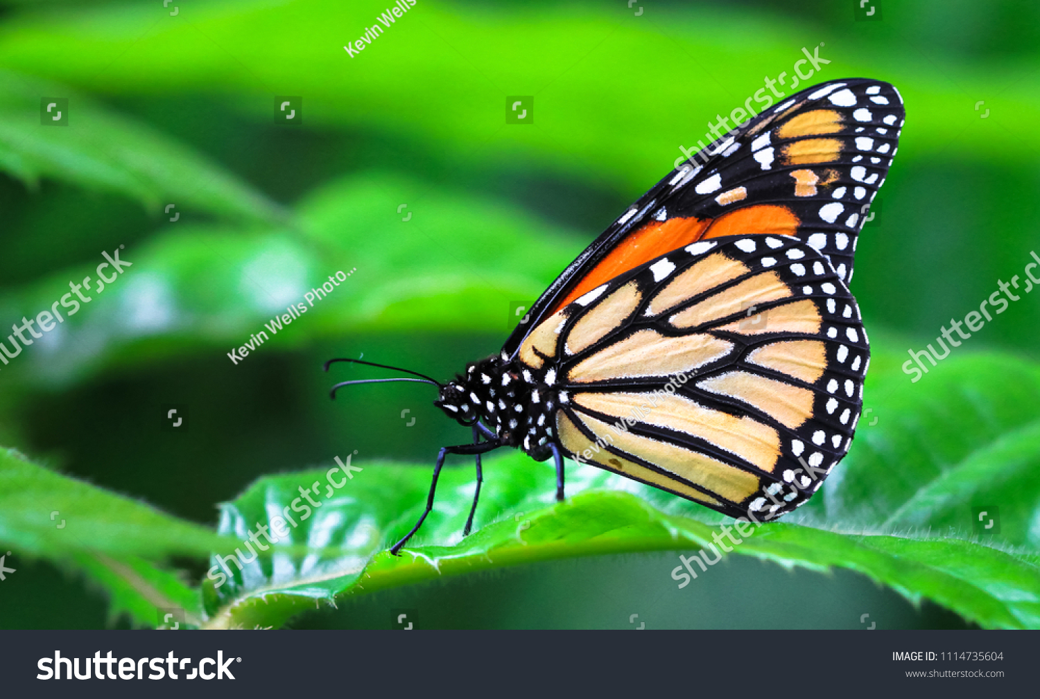 Adult Monarch Butterfly Danaus Plexippus Resting Stock Photo 1114735604 ...