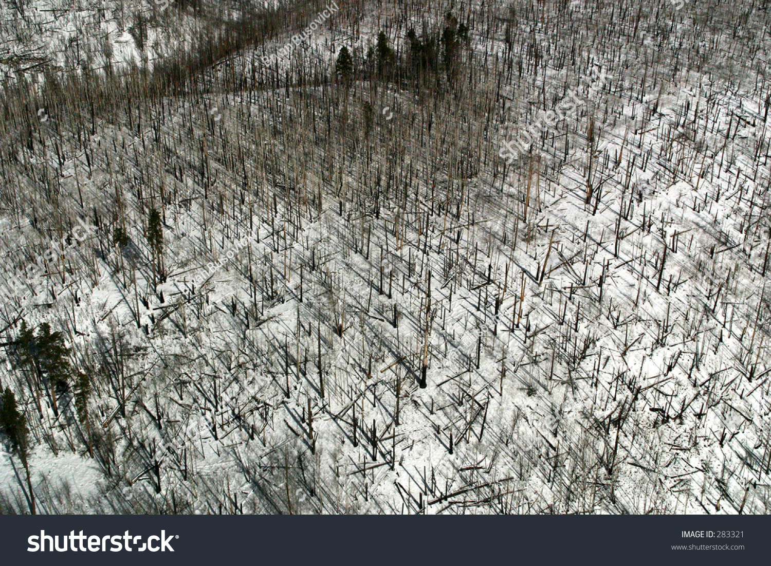 An Aerial View Of A Snow Covered Forest Burnt By Forest Fire In Grand ...