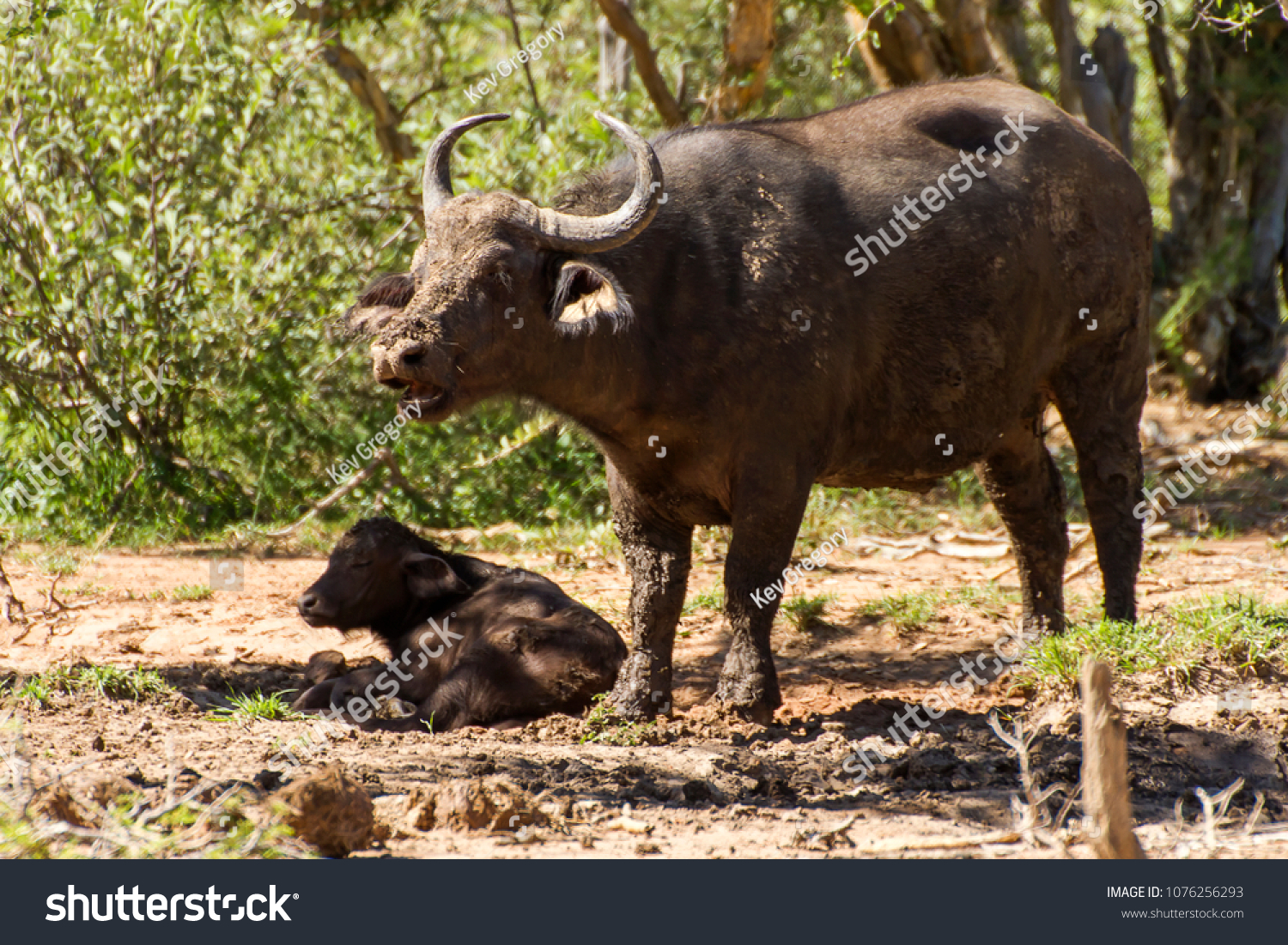Malawi krænkelse Udgravning African Cape Buffalo Cow Syncerus Caffer Stock Photo (Edit Now) 1076256293