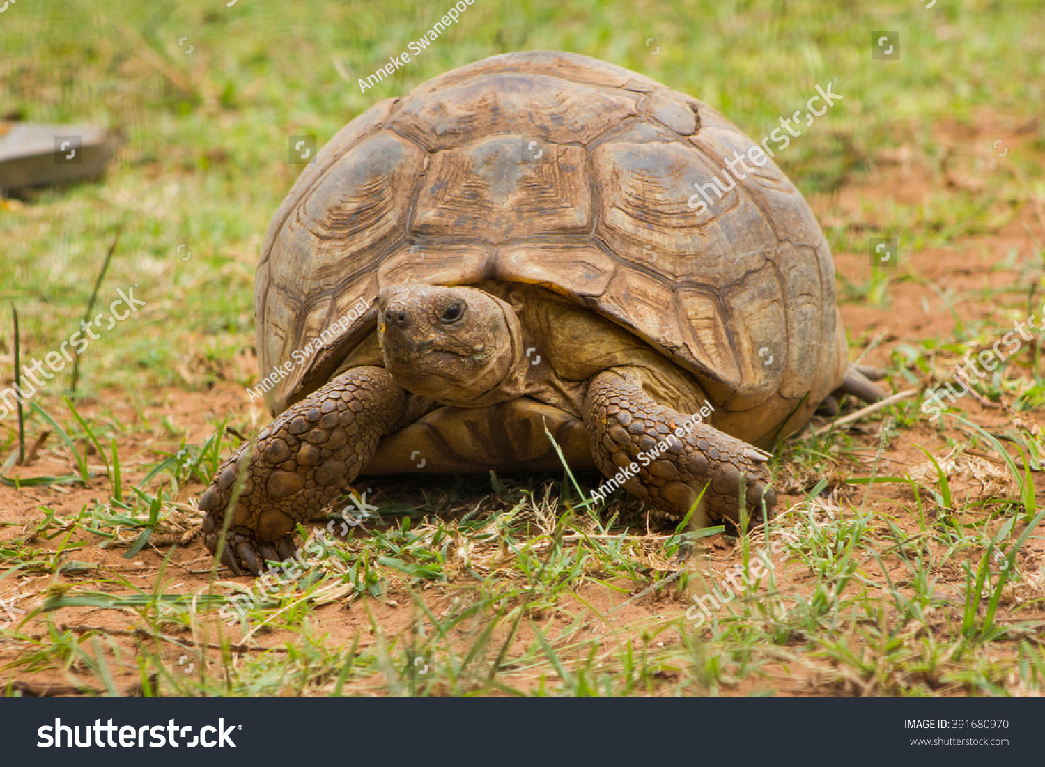 African Spurred Tortoise Crocworld Scottburgh Kwazulunatal Stock Photo ...