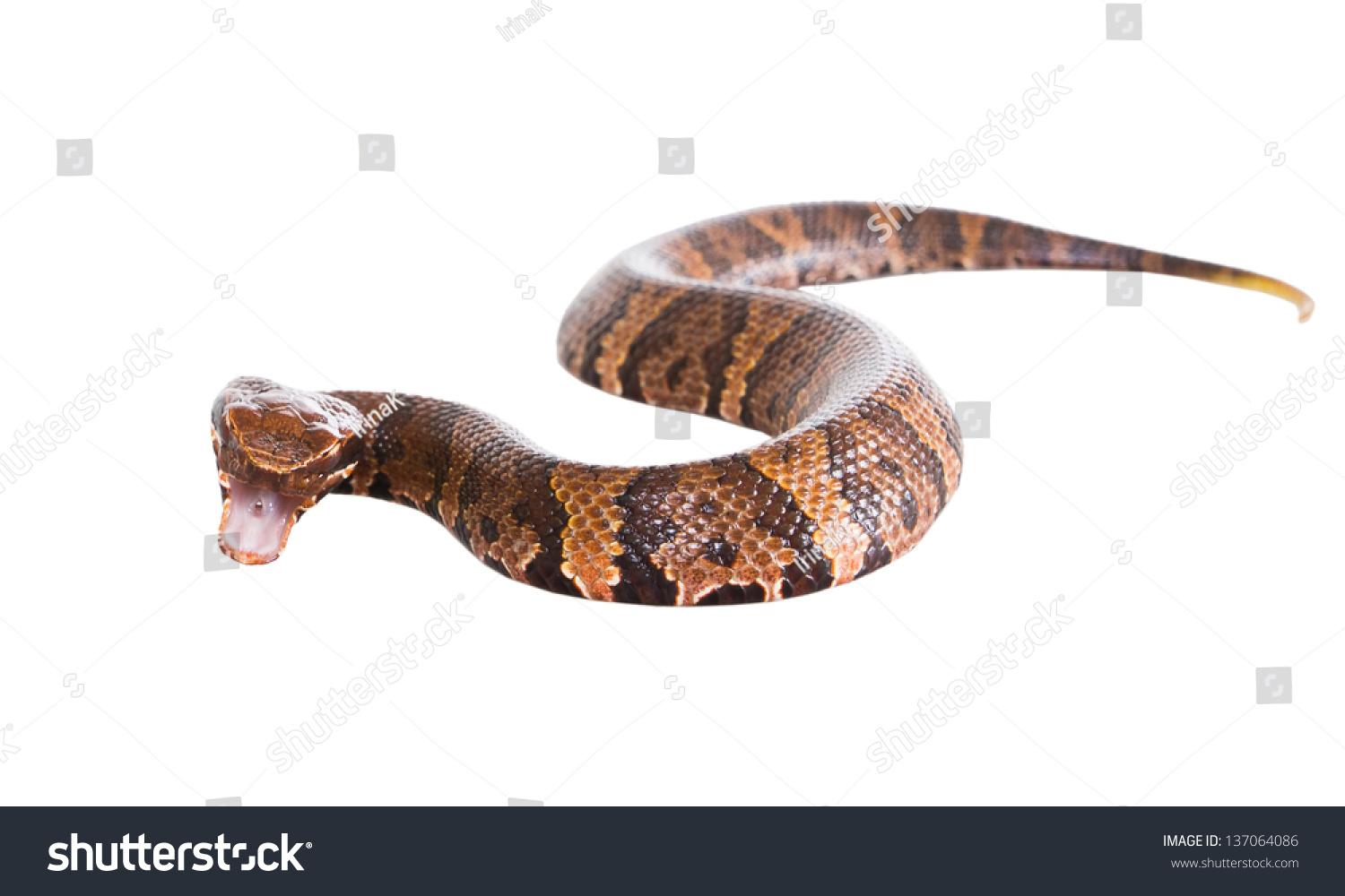 An Aggressive Snake American Copperhead (Agkistrodon Contortrix ...