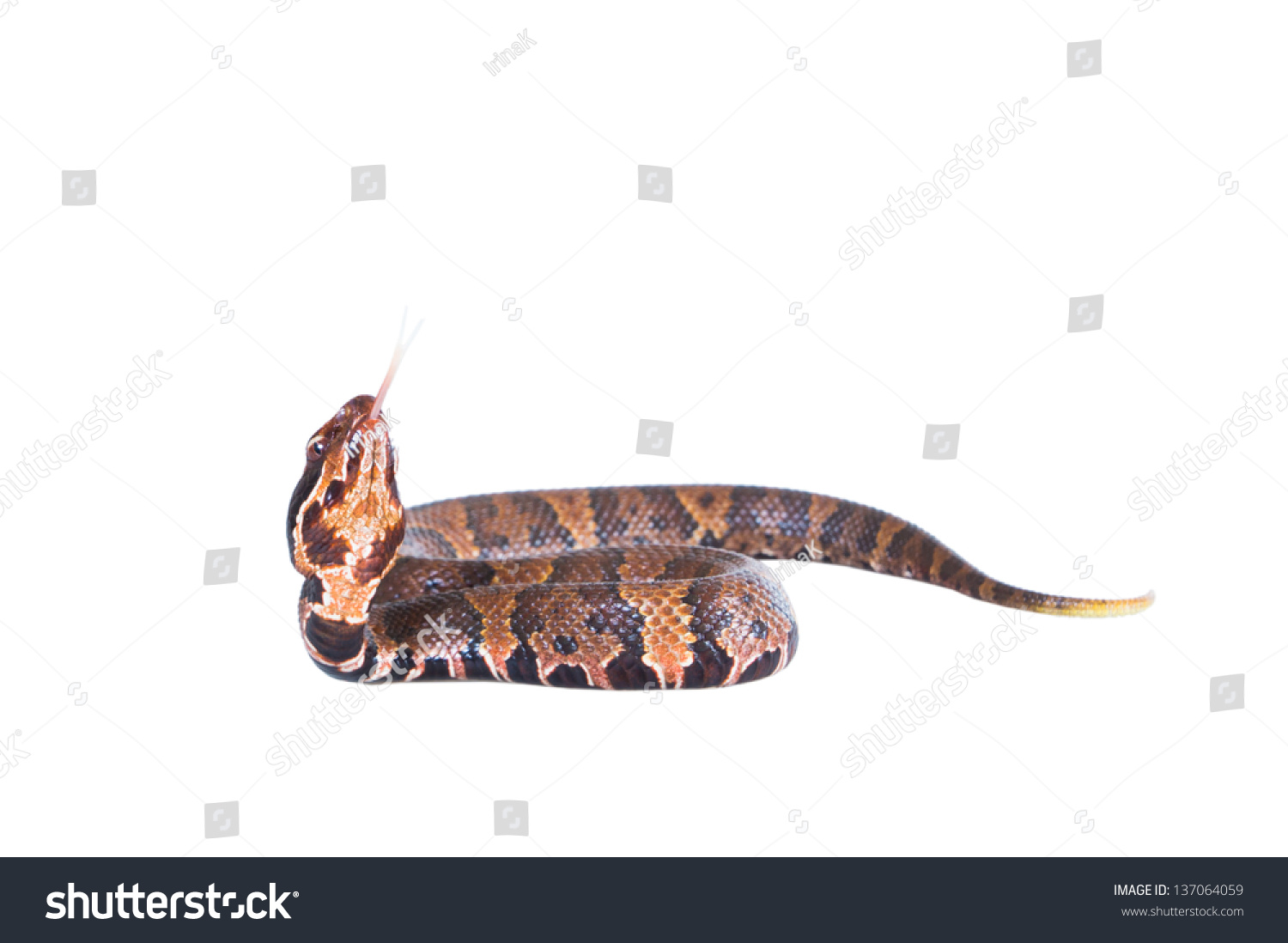 Aggressive Snake American Copperhead Agkistrodon Contortrix Stock Photo ...