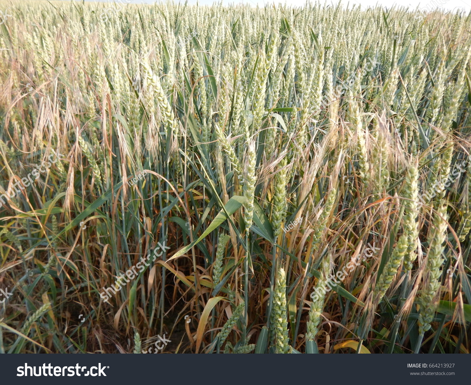 Agricultural Areal Field Meadow Stock Photo (Edit Now) 664213927