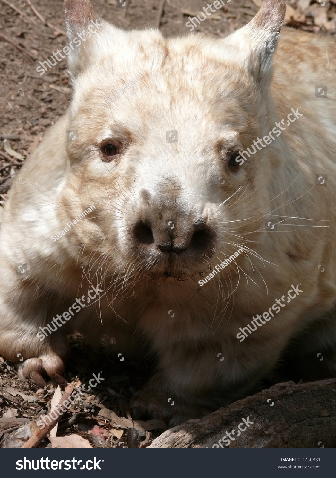 Albino Wombat Extremely Rare Stock Photo Edit Now 7756831