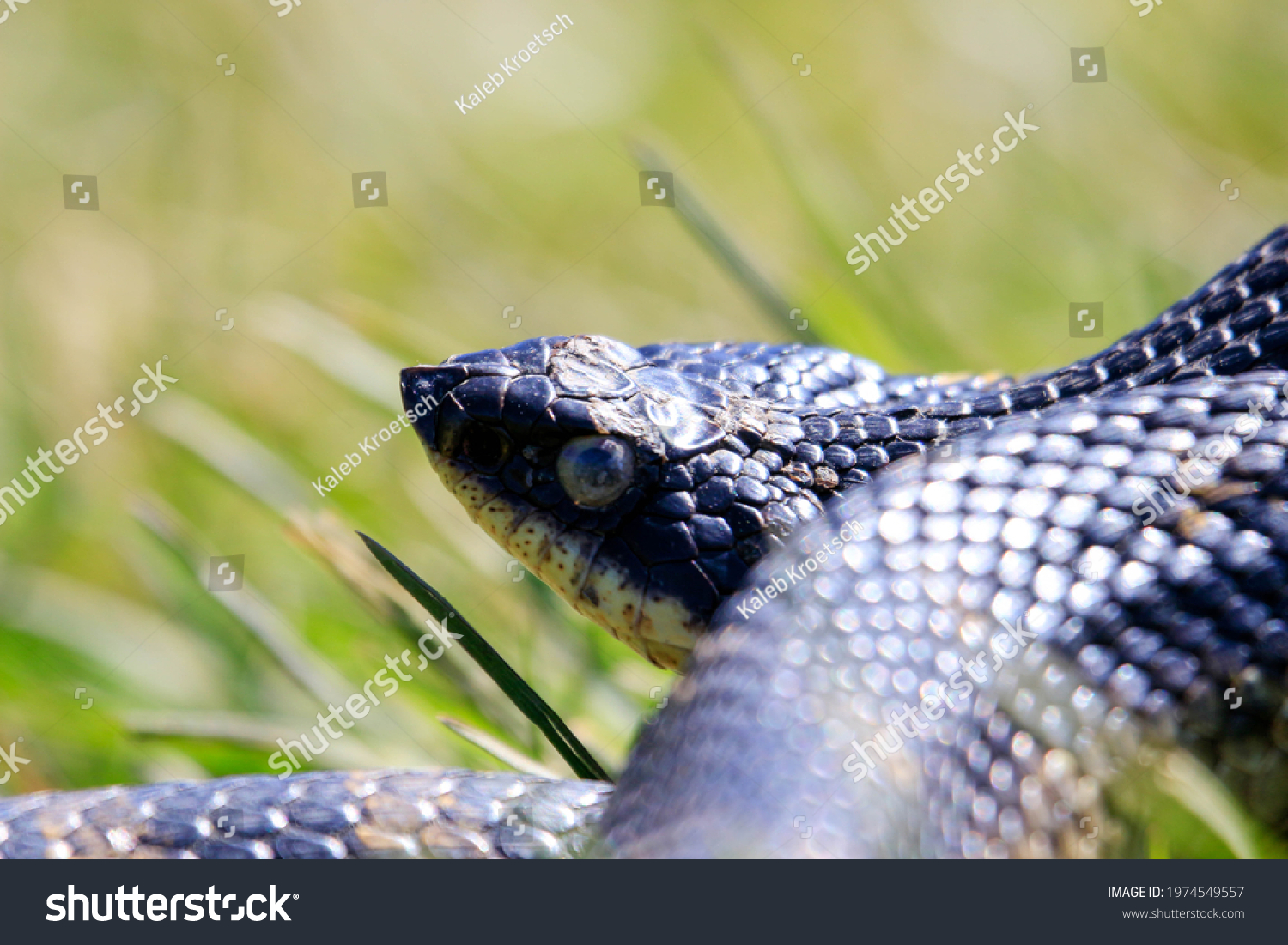 All Black Eastern Hognose Snake Flaring Stock Photo 1974549557 ...