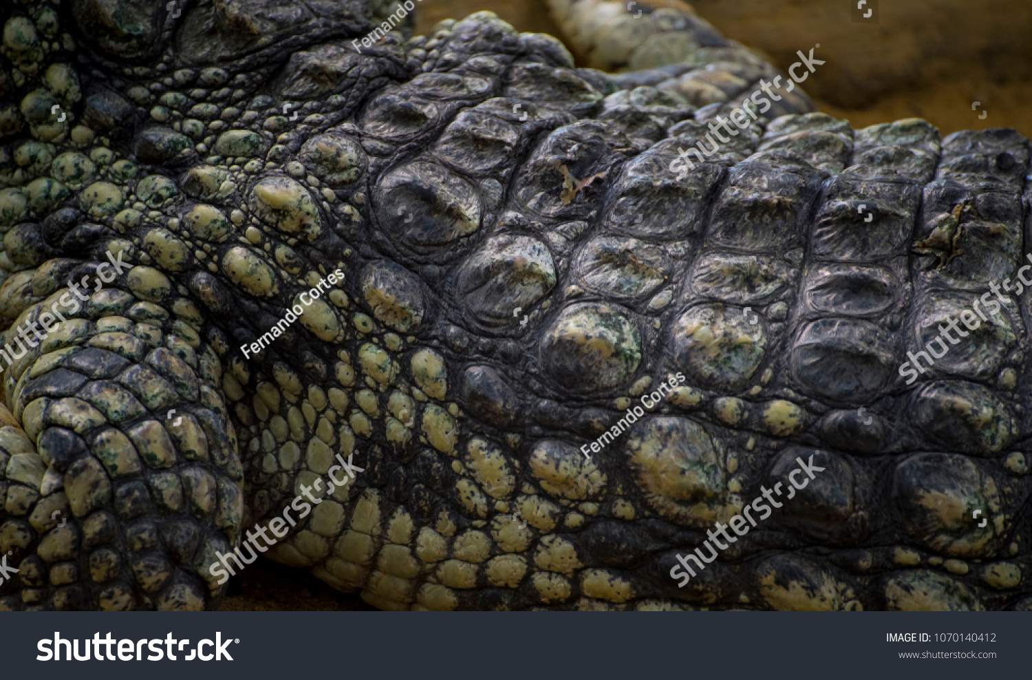  Tawny Brown Classic  Template Design Featuring an Alligator is a Crocodilian in the Genus