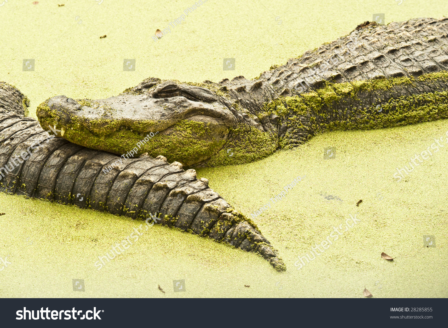 Alligator Taking Nap Sun Swampy Water Stock Photo Edit Now