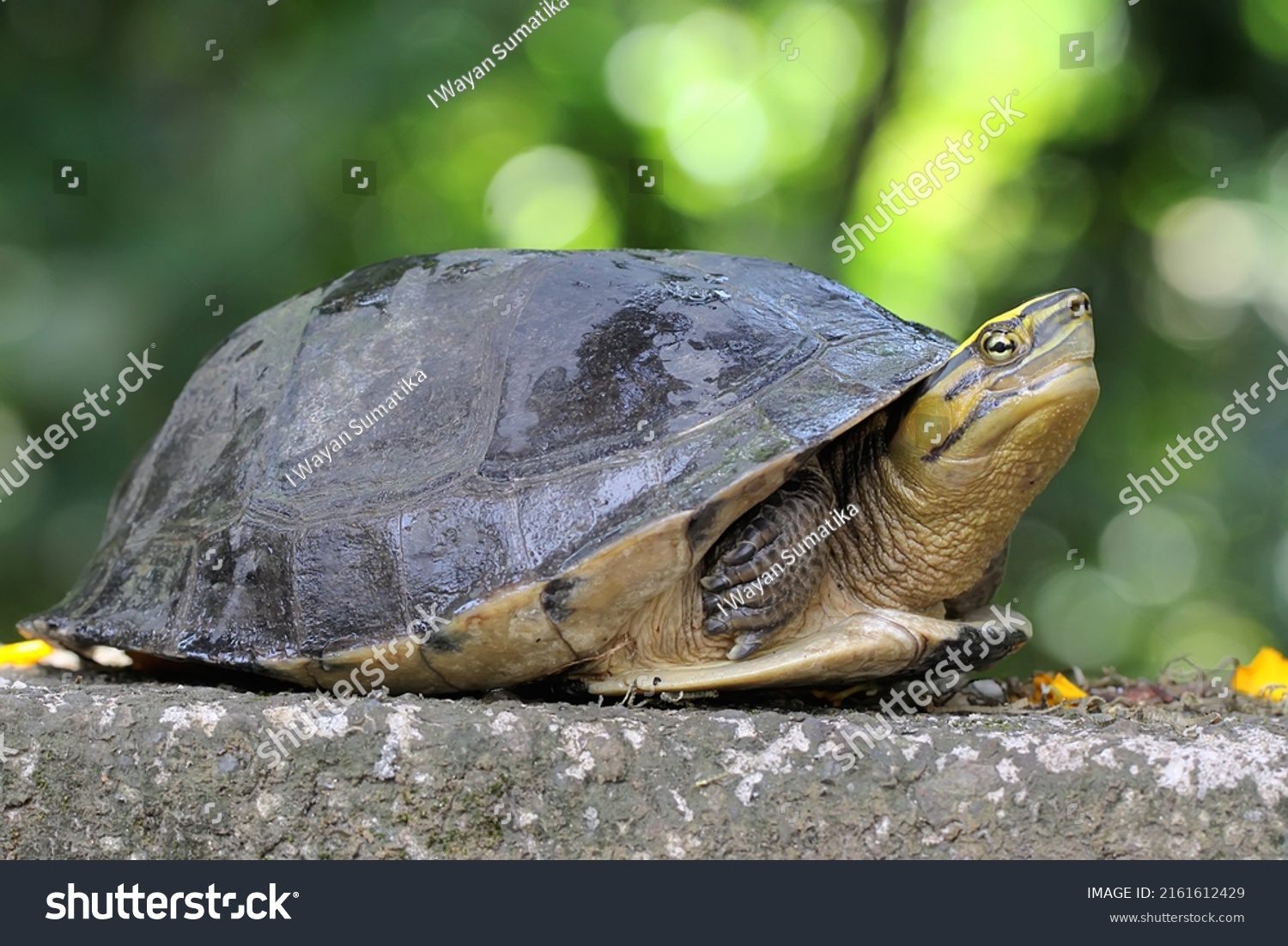 1,406 Box turtle water Images, Stock Photos & Vectors | Shutterstock