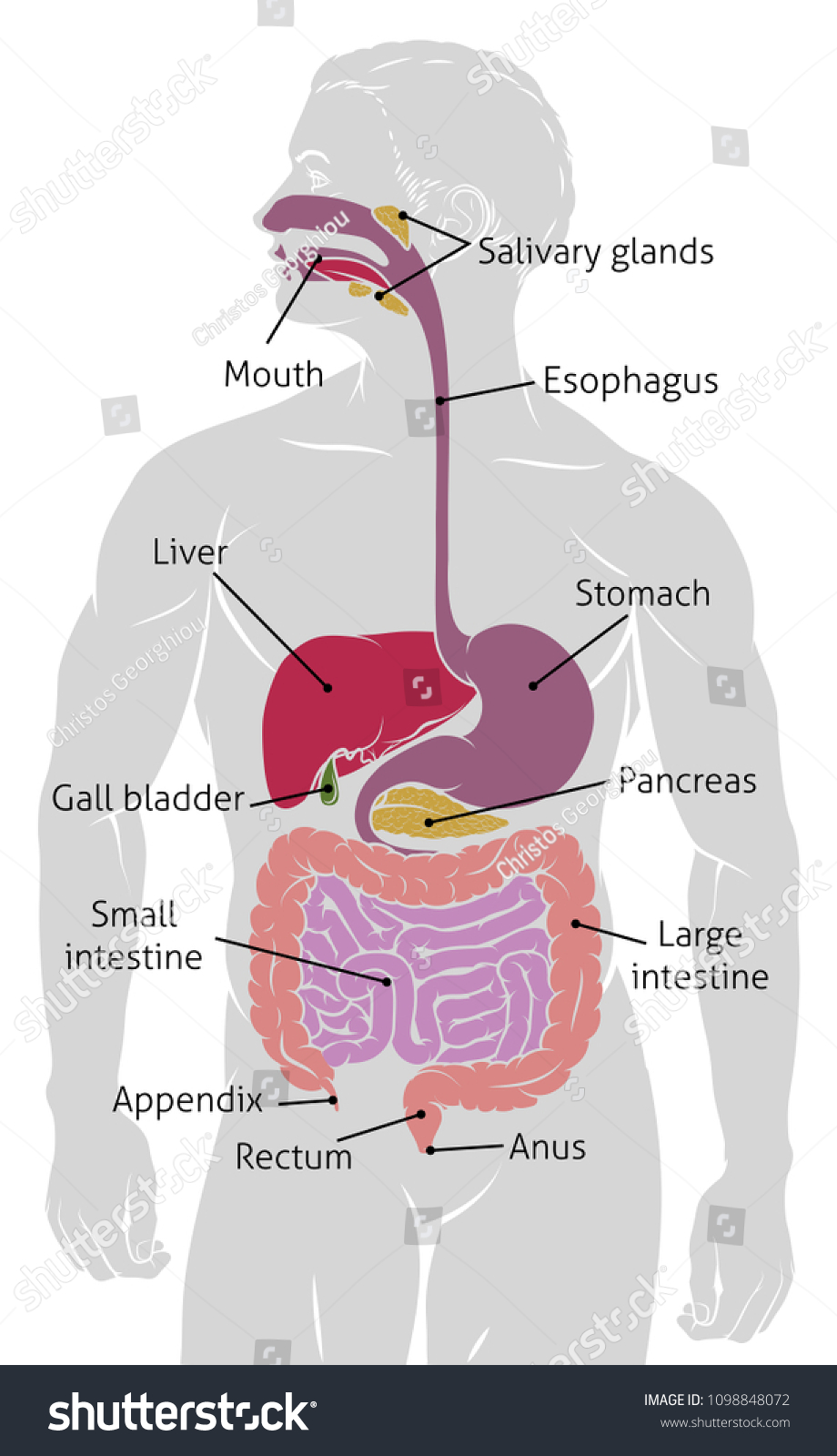 解剖学的ヒト腸消化器系消化管図 のイラスト素材