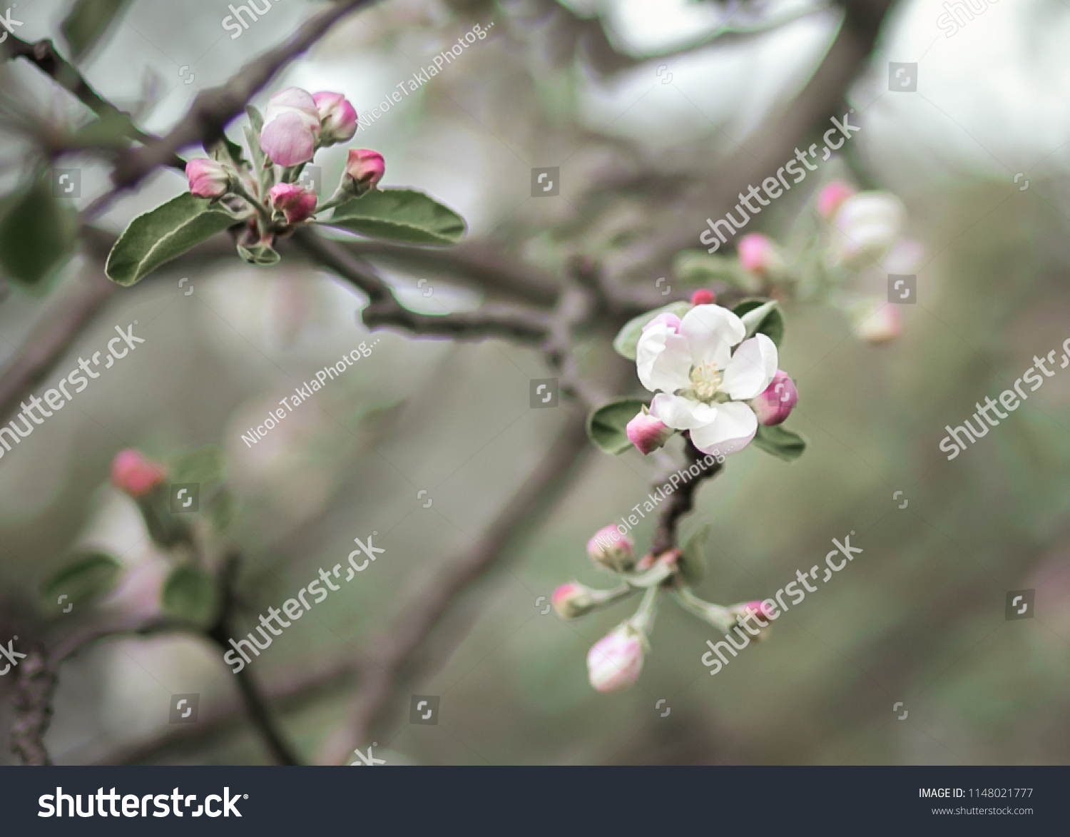 Apple Tree Flower Blossom Surrounded By Stock Photo Edit Now