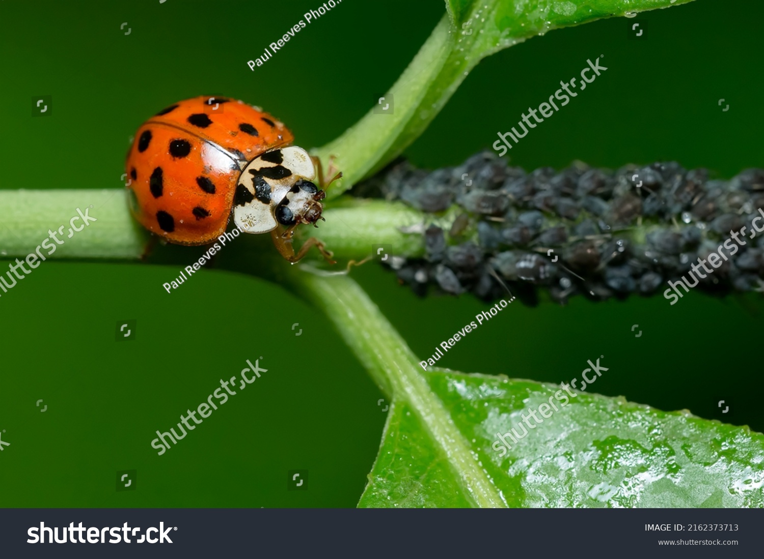 354 Ontario beetle Images, Stock Photos & Vectors | Shutterstock