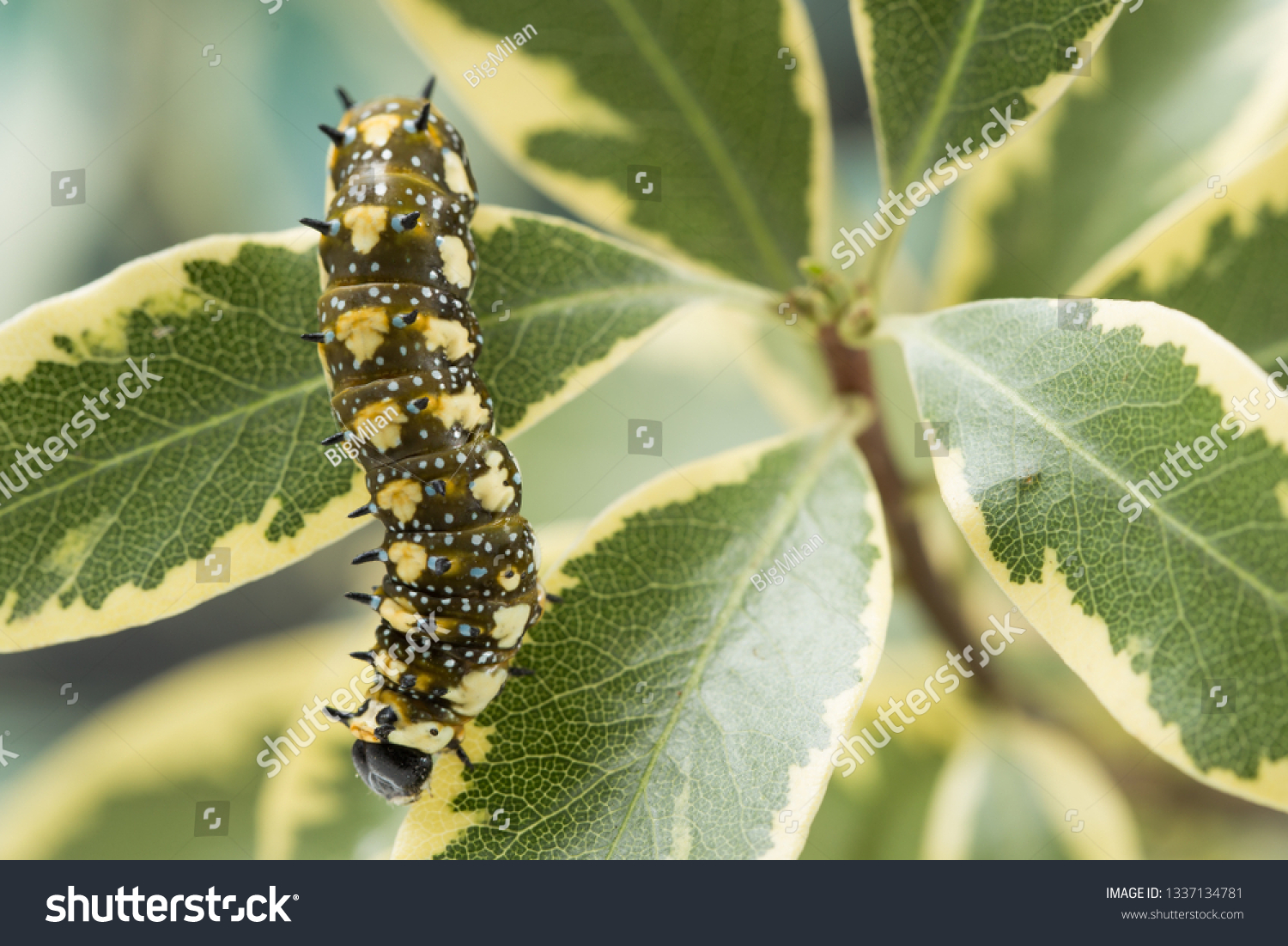 Australian Caterpillar Identification Chart
