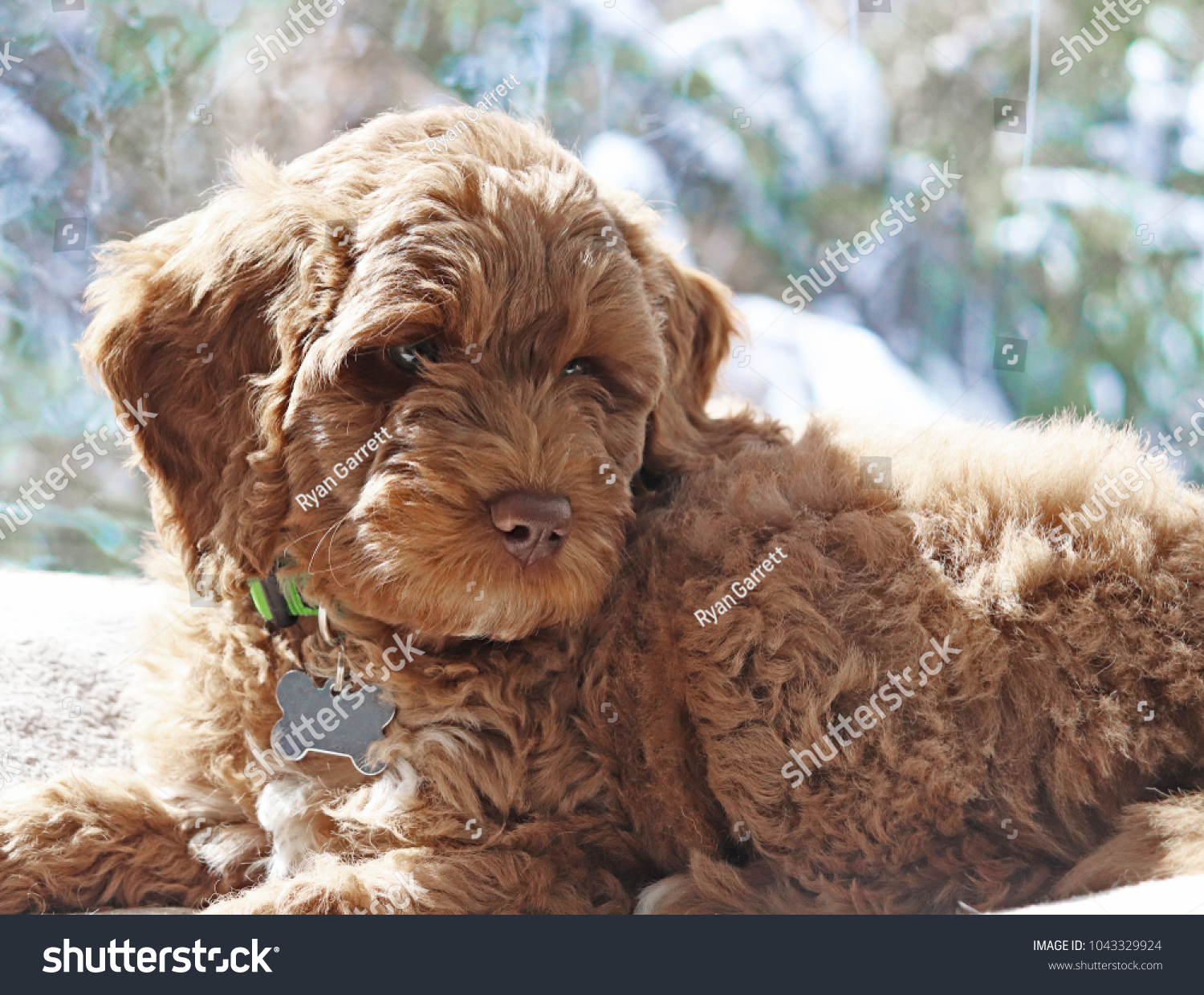 available australian labradoodle puppies