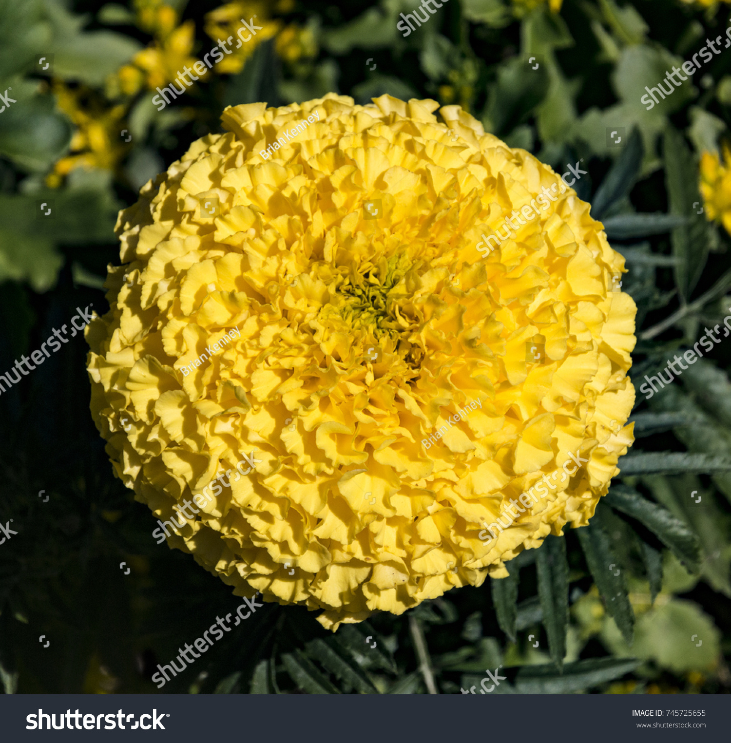 Aztec Marigold Flower Duluth Minnesota Stock Photo Edit Now 745725655