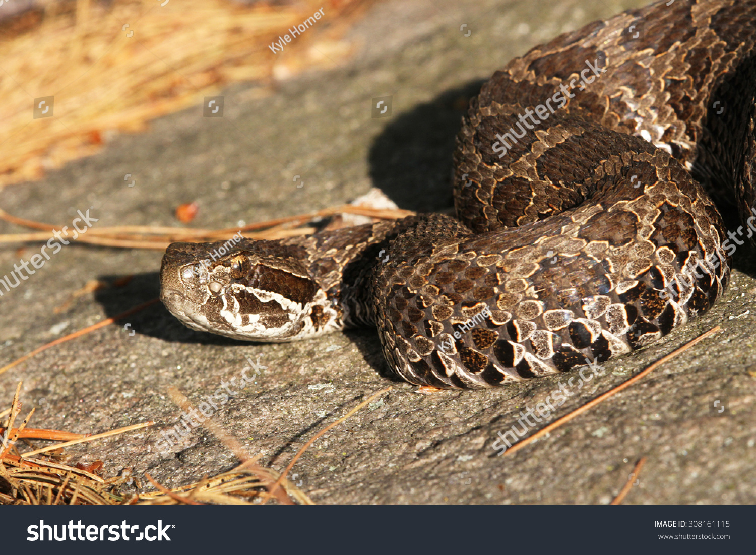 An Eastern Massasauga Rattlesnake (Sistrurus Catenatus) Basking On The ...