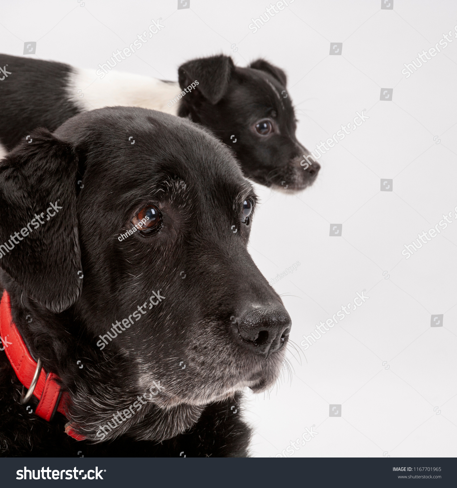 Black lab cross jack russell terriers