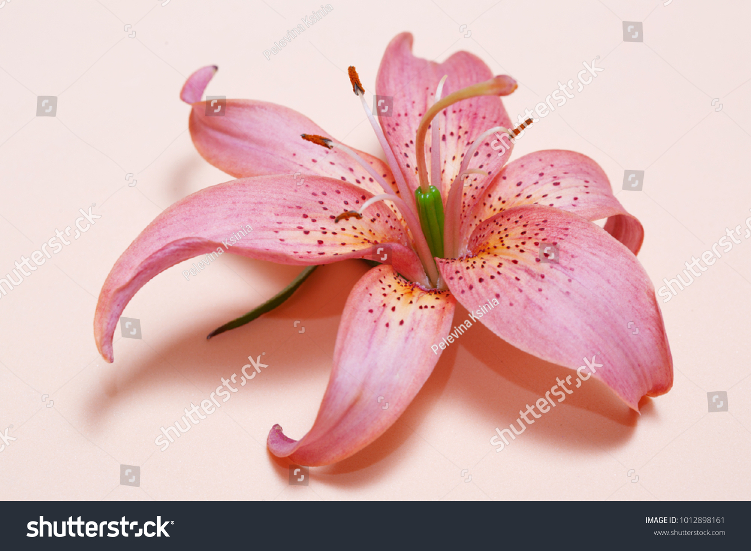 Pink Tiger Lily Images Stock Photos Vectors Shutterstock