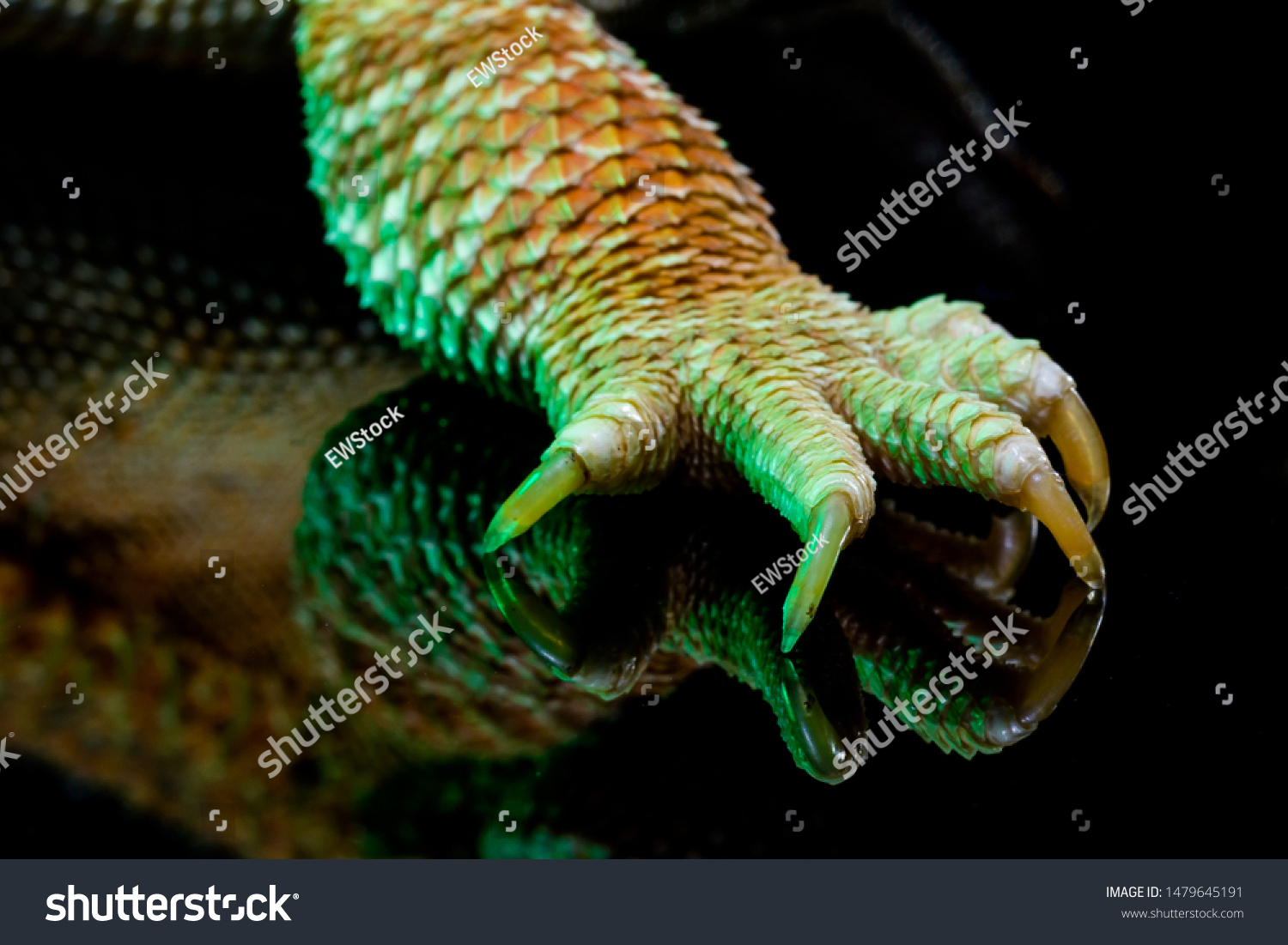 Stock Photo An Extreme Up Close Shot Of A Bearded Dragon S Claws On A Single Foot Reflected On A Black Mirror 1479645191 