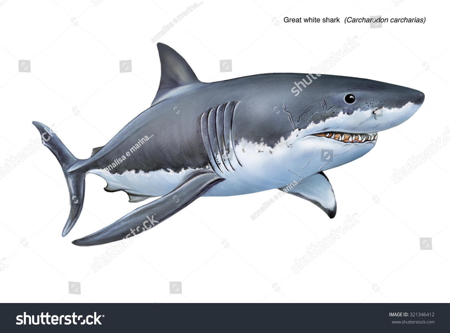 大きな白いサメのイラスト カルチャロドン カルチャリアス のイラスト素材