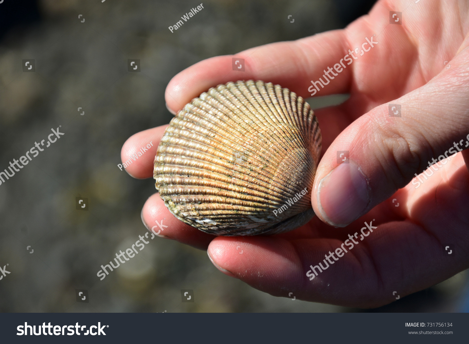 female clam