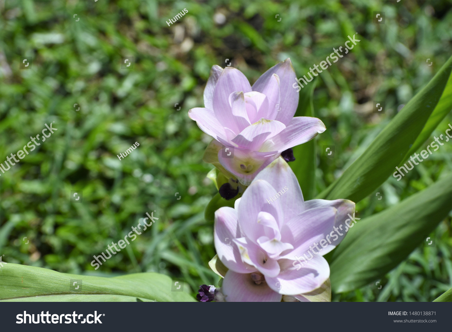 Image Curcuma Cv Ub Green Ice Stock Photo Edit Now