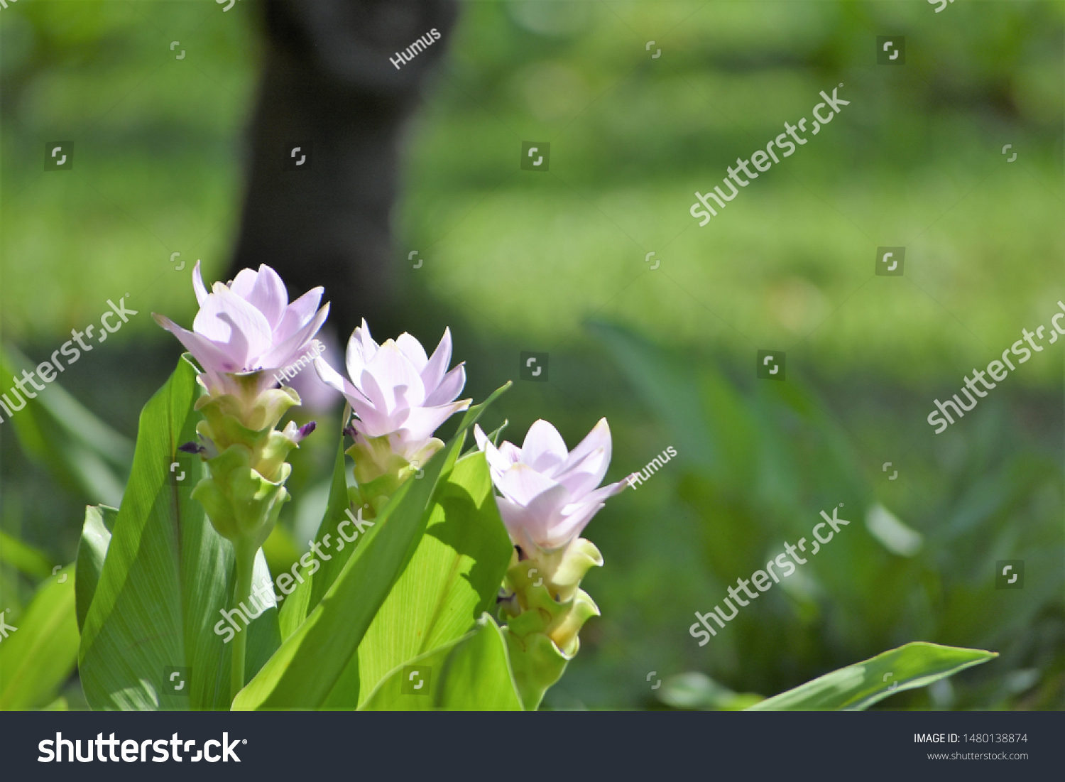 Image Curcuma Cv Ub Green Ice Stock Photo Edit Now