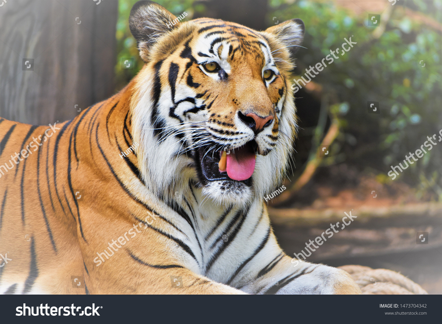 Image Indochina Tiger Scientific Name Panthera Stock Photo 1473704342 ...