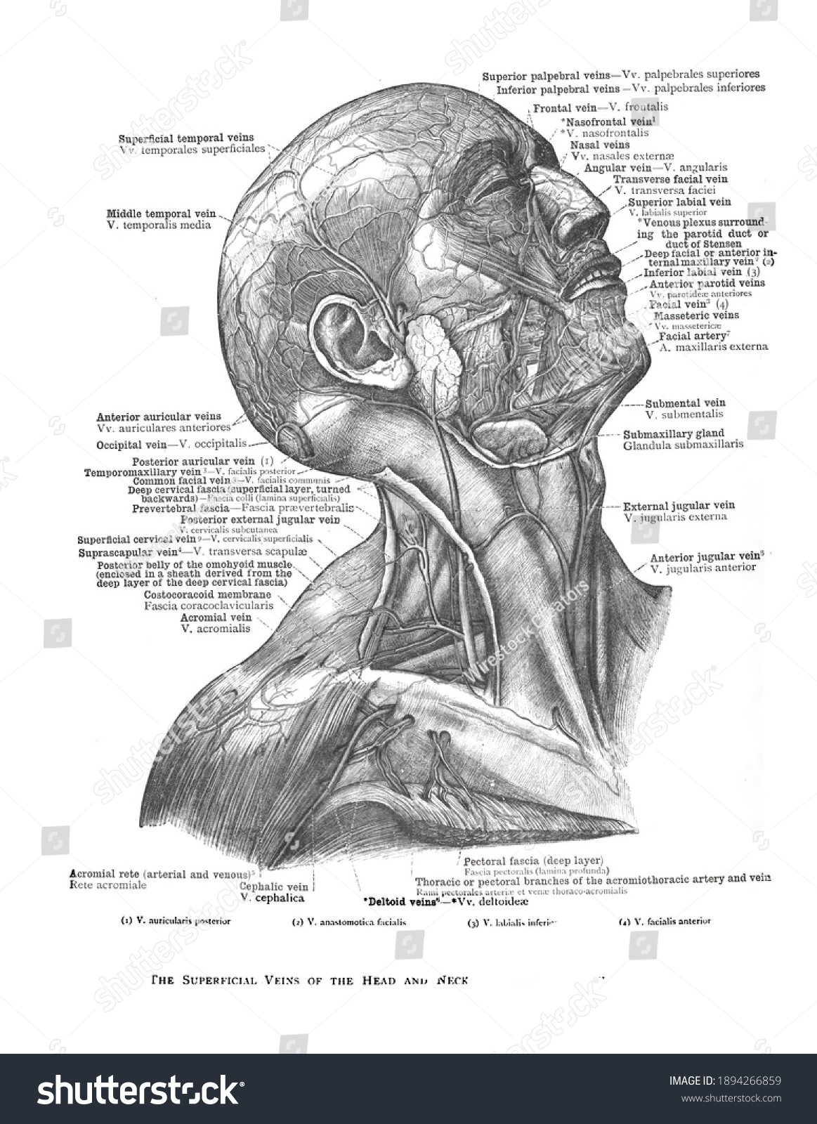 Informative Illustration Veins Human Head Neck Stock Illustration ...