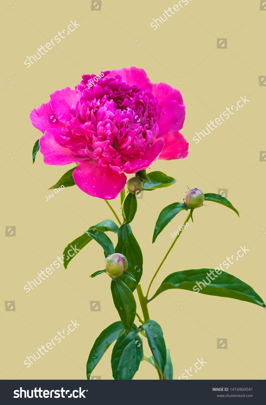 Isolated Branch Bunker Hill Peony Plant Stock Photo Edit Now