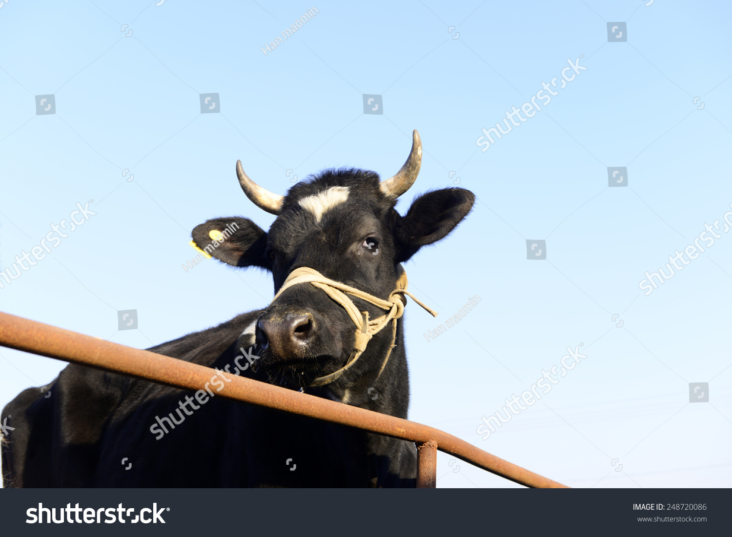 Isolated Cow Head Features Stock Photo (Edit Now) 248720086