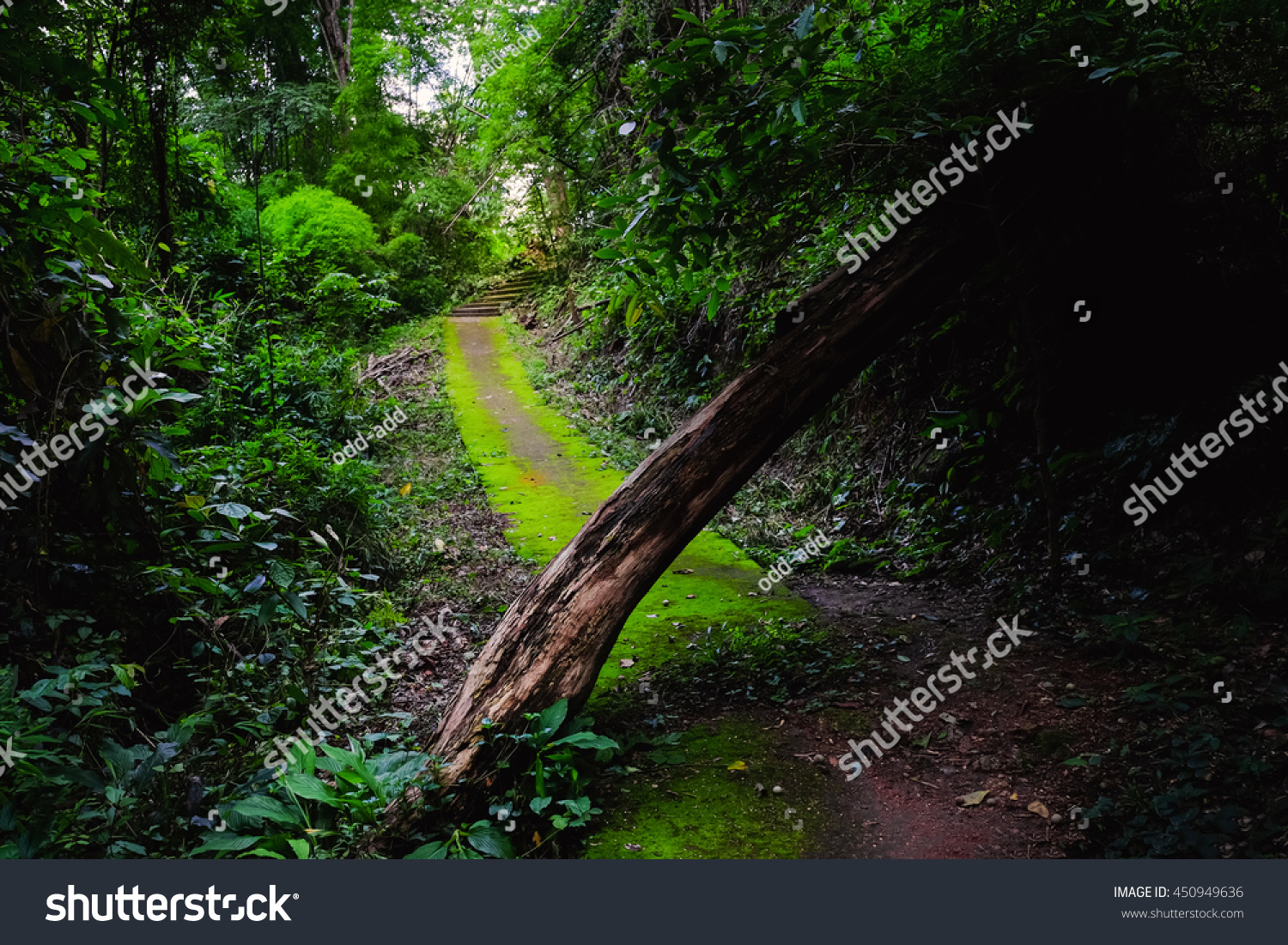 Obstructed Walkway By Dead Tree Deep Stock Photo 450949636 Shutterstock