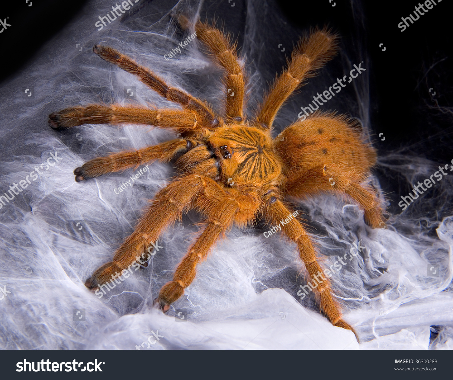 An Obt Tarantula Is Sitting On Top Of It'S Web. Stock Photo 36300283 ...