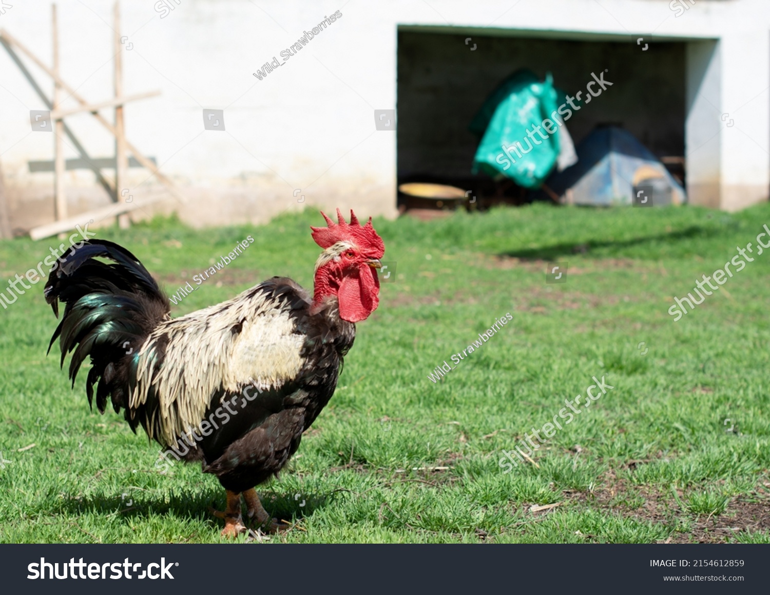 Old Banat Naked Neck Rooster Standing Stock Photo 2154612859 Shutterstock