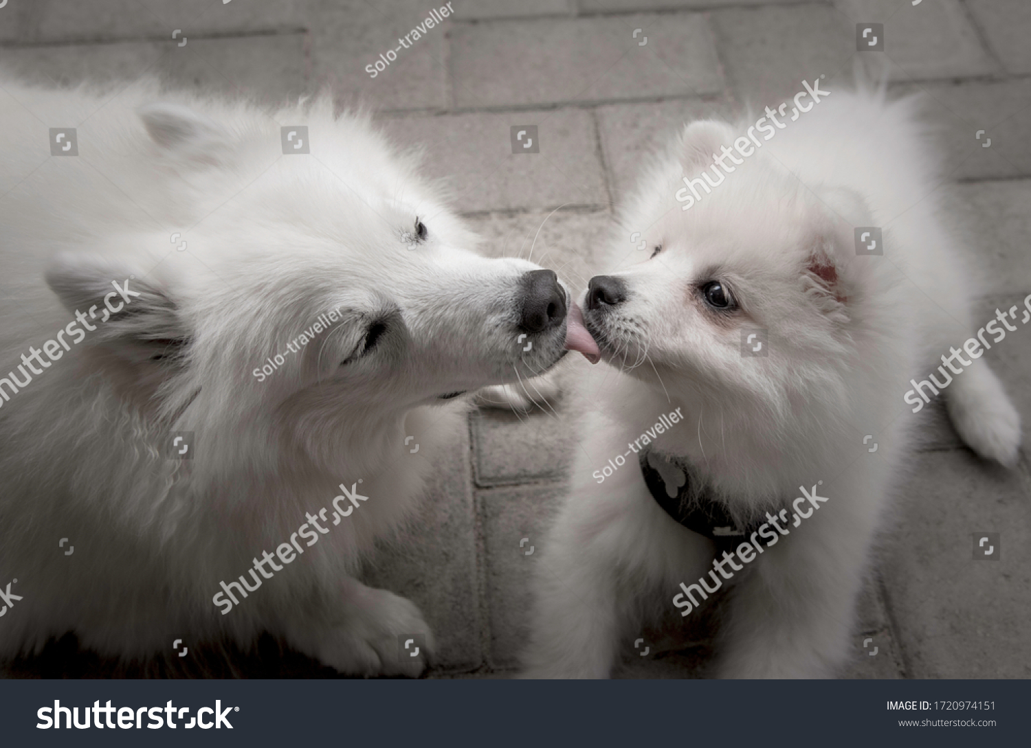 Older Dog Licking Japanese Spitz Puppy Stock Photo Edit Now