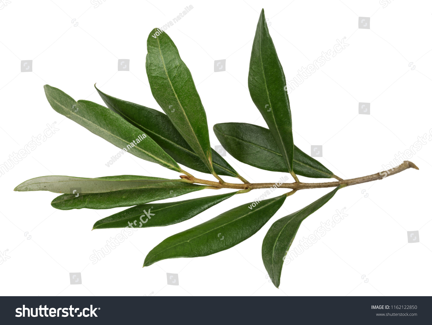 Olive Branch Leaves On White Background Stock Photo 1162122850 ...