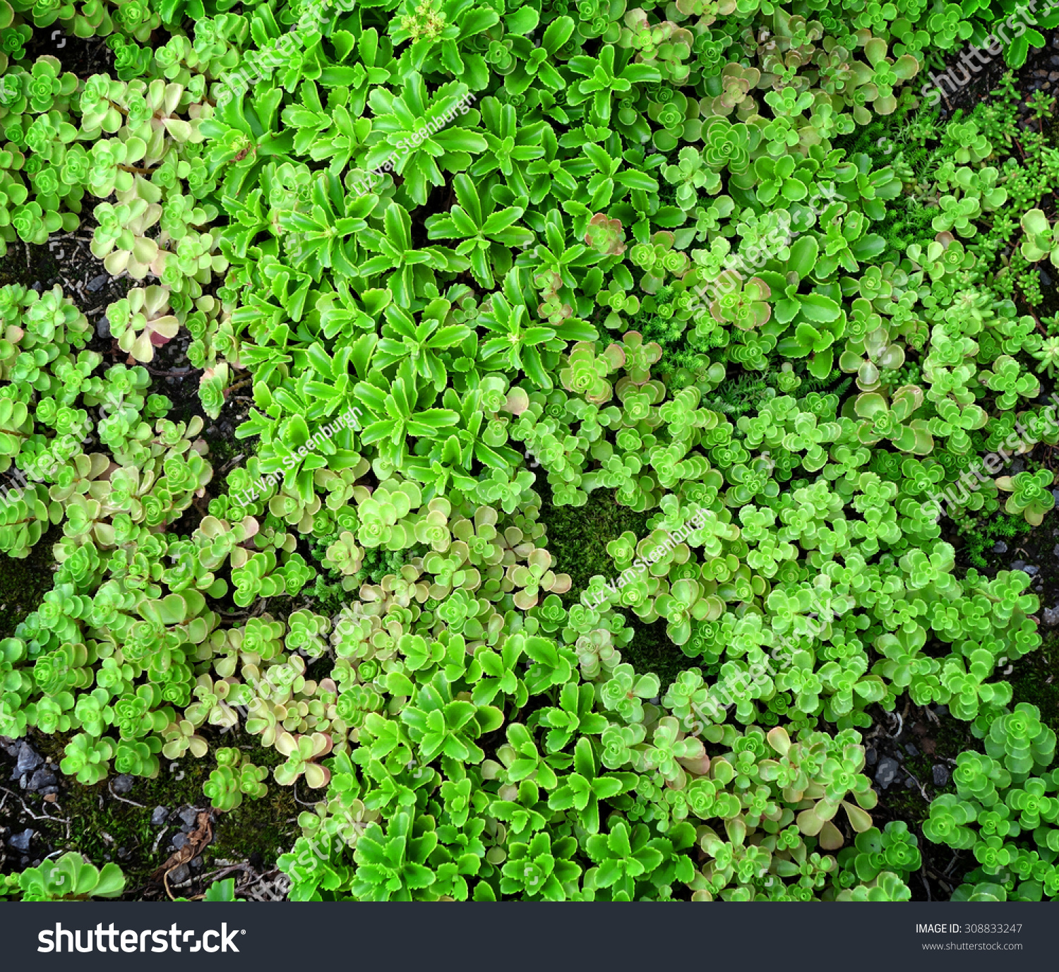 An Overview Of Green, Succulent Ground Cover. Stock Photo 308833247 ...